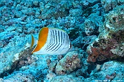 Chaetodon madagaskariensis-Maldives Mahibadoo Rock-17m-20240424-da-DSC_6580_tn